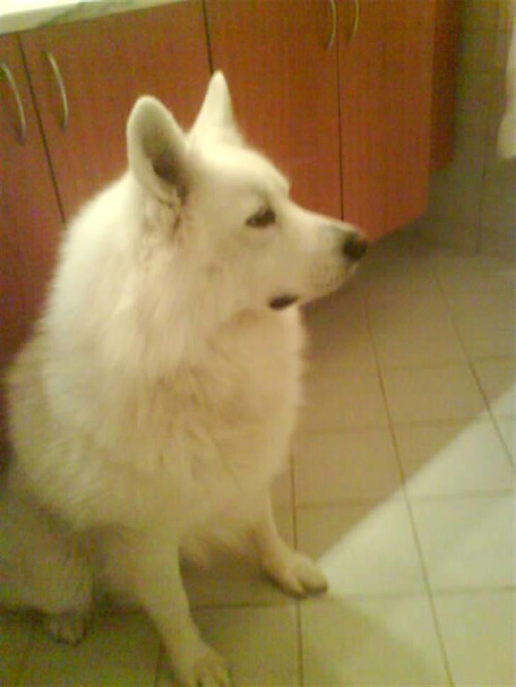 Samojedhund Felix<3solgt til internat billede 3