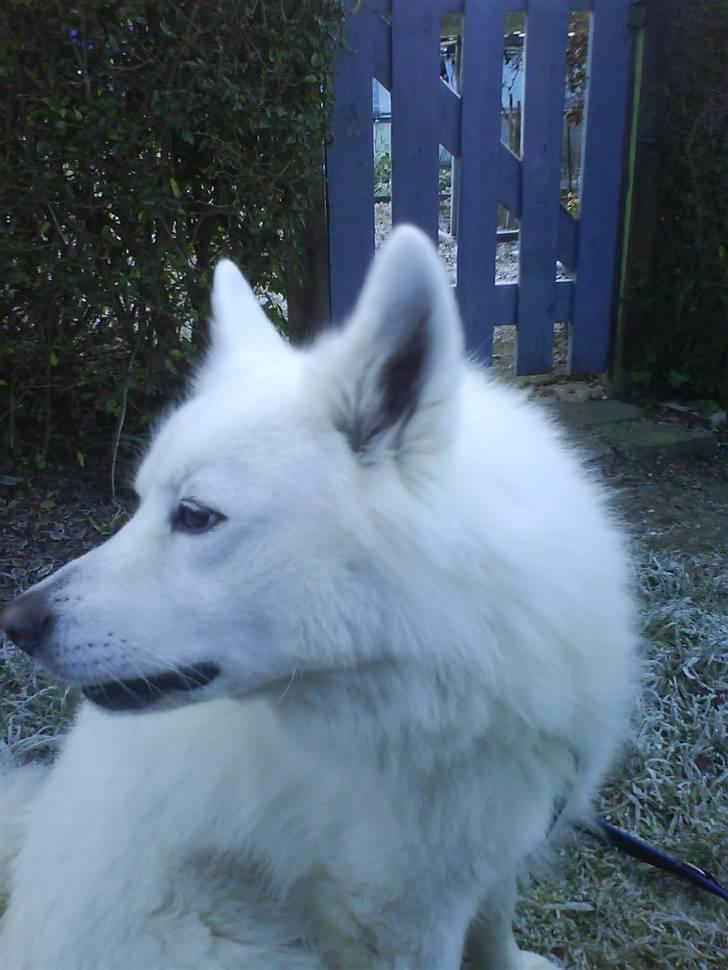 Samojedhund Felix<3solgt til internat billede 4
