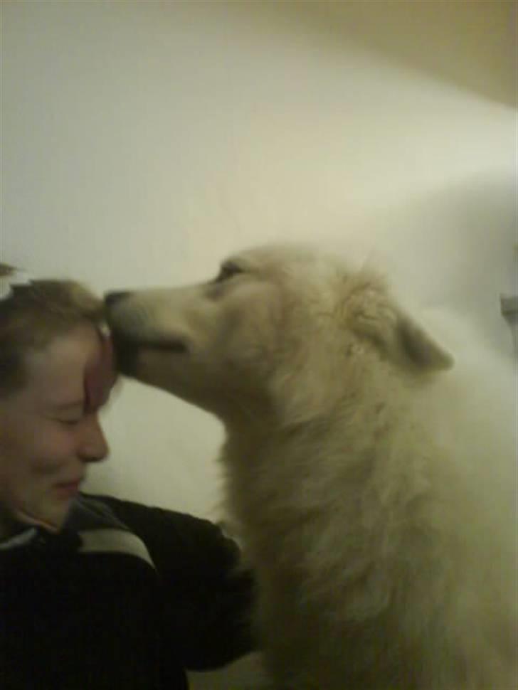 Samojedhund Felix<3solgt til internat - ad felix billede 5