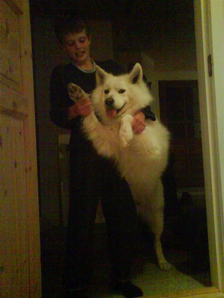 Samojedhund Felix<3solgt til internat - hehe se felix og min lille bror billede 6