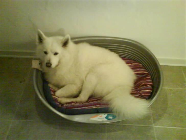 Samojedhund Felix<3solgt til internat - KOMMER MANGE FL BILLEDER MEGET SNART: billede 7