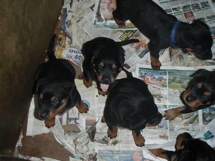 Rottweiler Amaroq billede 5