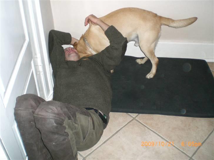 Labrador retriever Buster (himmelhund) billede 8