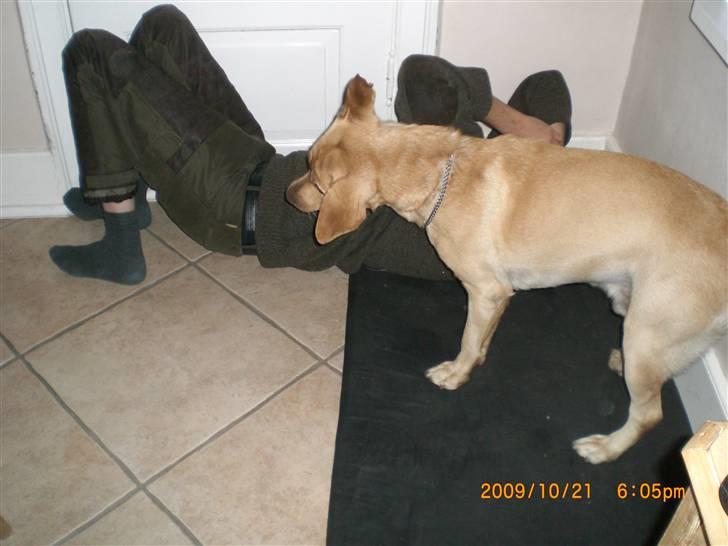 Labrador retriever Buster (himmelhund) billede 9