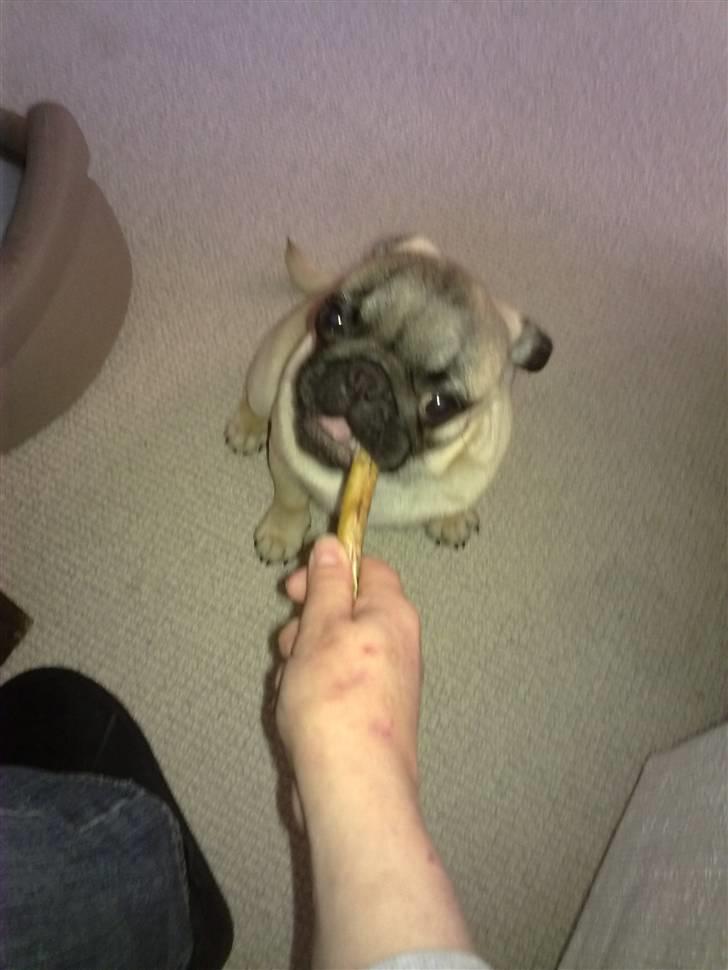 Mops Pugsey - Jeg elsker at tygge i ting billede 8