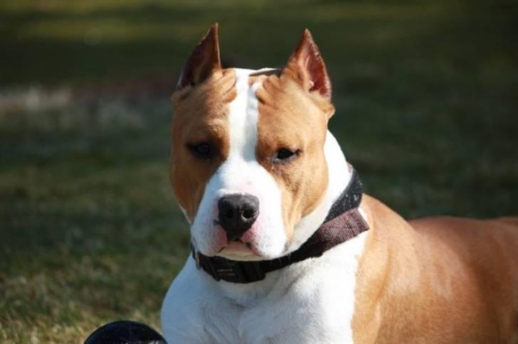 Amerikansk staffordshire terrier FAITH billede 13