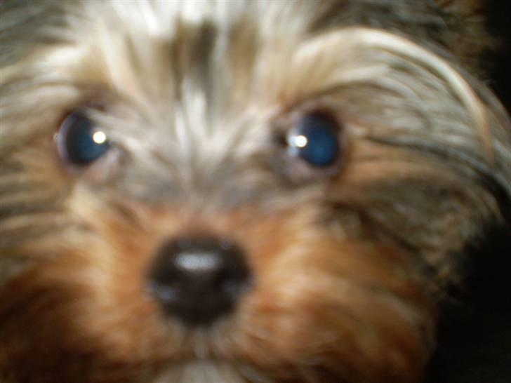 Yorkshire terrier lille per jensen junior. billede 6