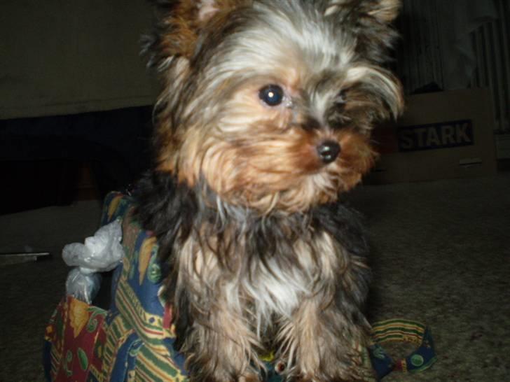 Yorkshire terrier lille per jensen junior. billede 7