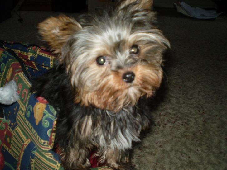 Yorkshire terrier lille per jensen junior. billede 8