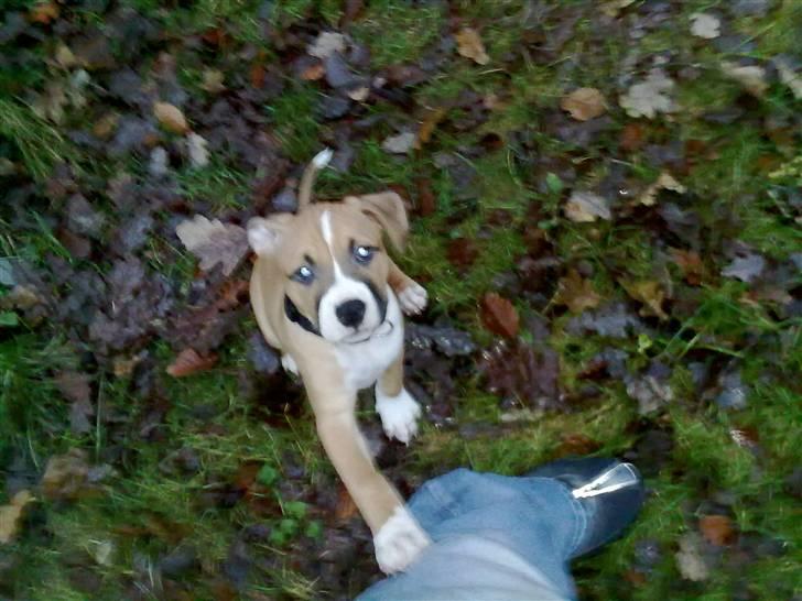 Amerikansk staffordshire terrier Buffy billede 1