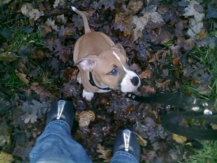 Amerikansk staffordshire terrier Buffy billede 2