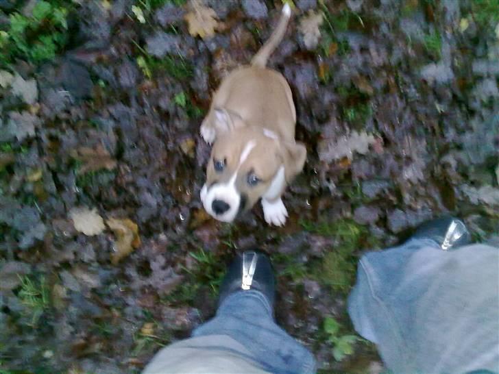 Amerikansk staffordshire terrier Buffy billede 3