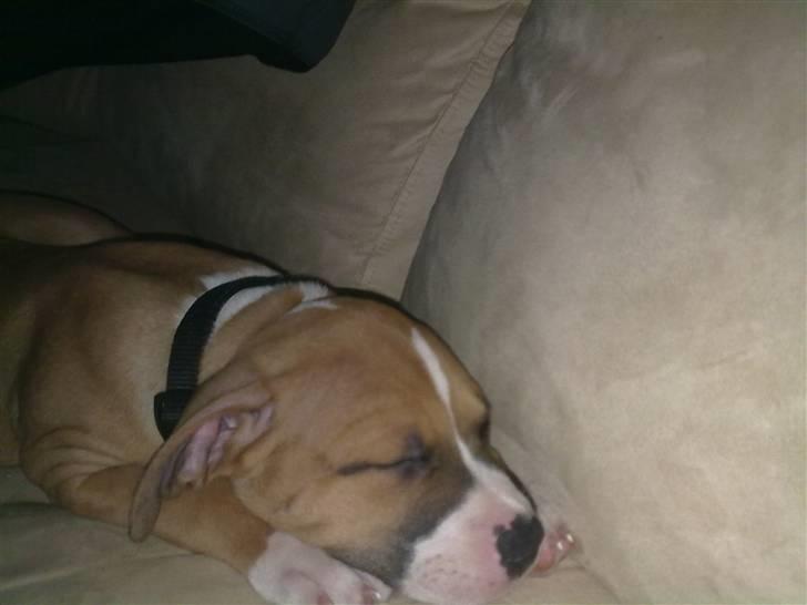 Amerikansk staffordshire terrier Buffy billede 4