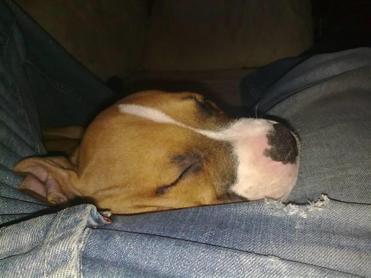 Amerikansk staffordshire terrier Buffy billede 5