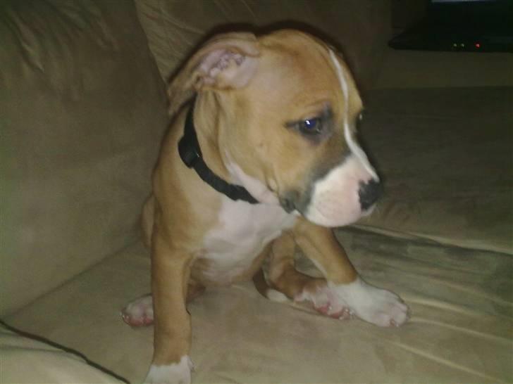 Amerikansk staffordshire terrier Buffy - Er så træt.. Hårdt med så mange nye ting og oplevelser billede 6