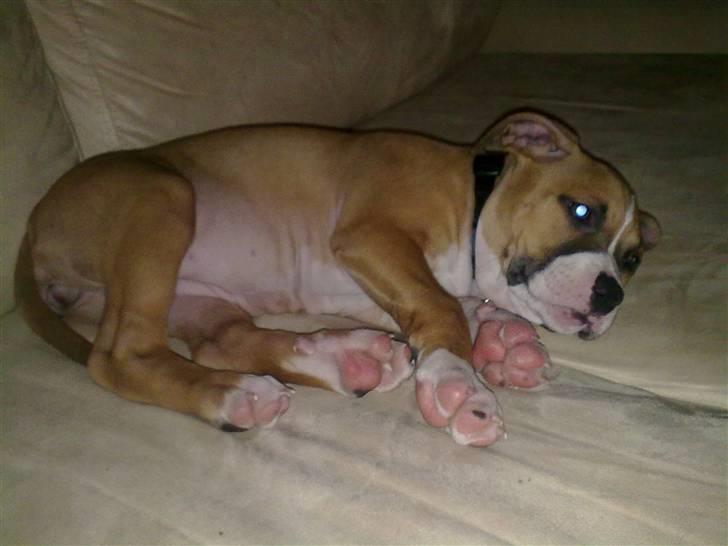 Amerikansk staffordshire terrier Buffy billede 7