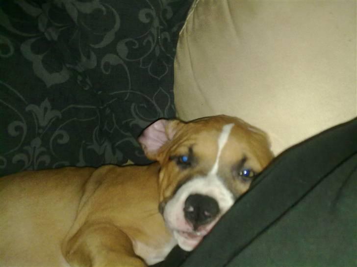 Amerikansk staffordshire terrier Buffy billede 8