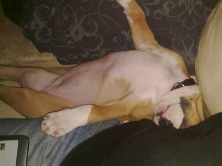 Amerikansk staffordshire terrier Buffy billede 9