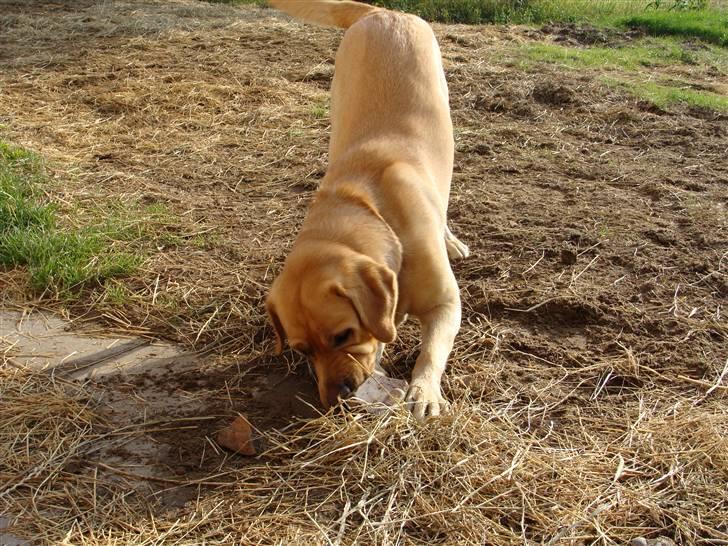 Labrador retriever Buster (himmelhund) billede 11