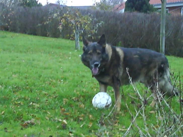 Schæferhund 'Tyson <3  Død:'( - Hans elskede bold..    Eller det var jo engang min;p billede 8