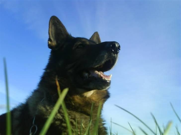 Schæferhund 'Tyson <3  Død:'( - Mit ynglings billede. Det bedste jeg har taget ;p     Fotograf - Mig;p billede 10