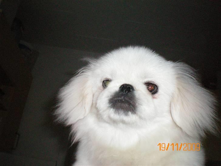 Pekingeser Daisy R.I.P billede 1