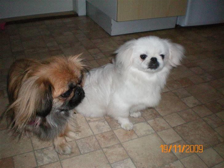 Pekingeser Daisy R.I.P billede 4