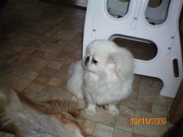 Pekingeser Daisy R.I.P billede 5