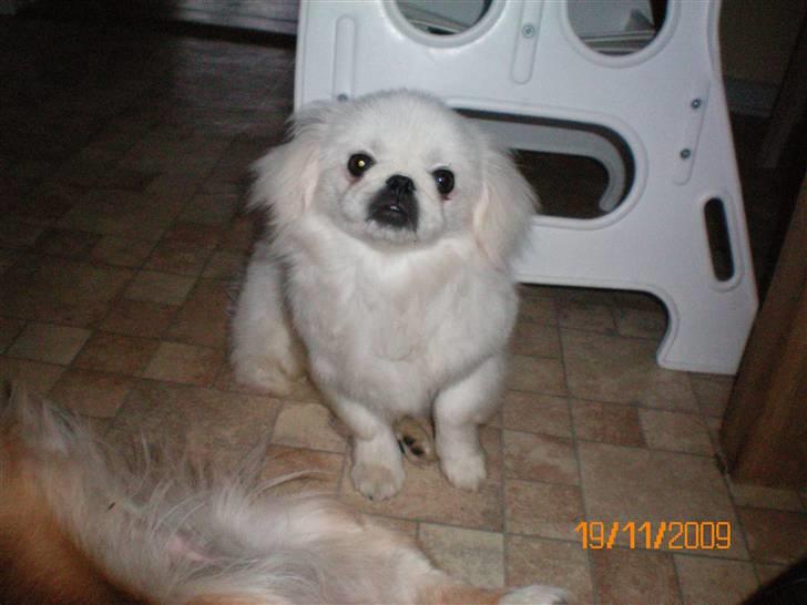 Pekingeser Daisy R.I.P billede 6