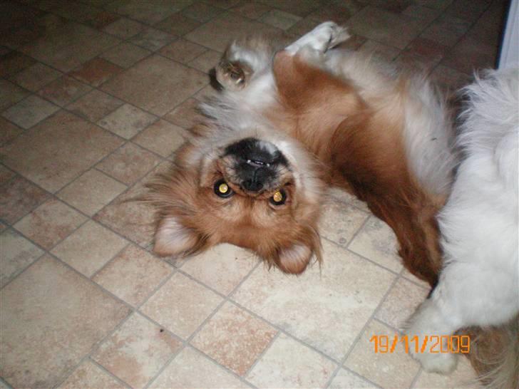 Pekingeser Bonnie - Himmelhund  - Bonnie der gør sig til *ss* billede 1