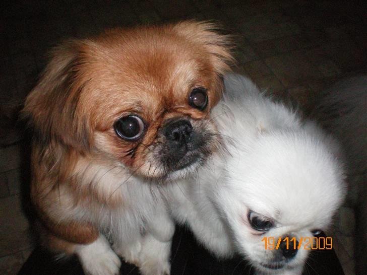 Pekingeser Bonnie - Himmelhund  billede 2