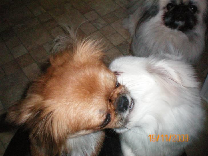 Pekingeser Bonnie - Himmelhund  - Bonnie kysser med sin veninde Daisy billede 3