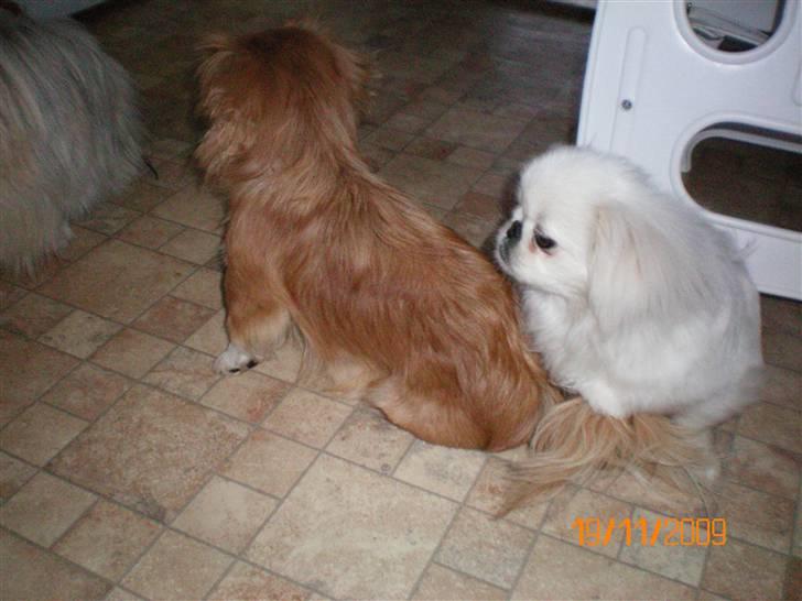 Pekingeser Bonnie - Himmelhund  - Total fornærmet hund der vendte ryggen til fordi jeg ville fotografere..:-D billede 4