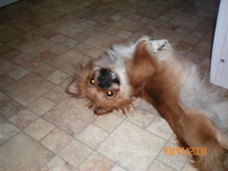 Pekingeser Bonnie - Himmelhund  billede 5