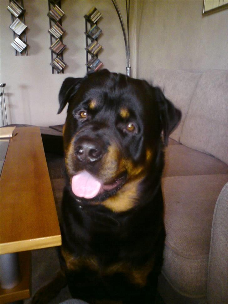 Rottweiler Heitah`s Rolex - Er jeg ikk bare søøøød.. billede 1