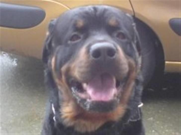 Rottweiler Heitah`s Rolex - Så glad er jeg bare altid. billede 2