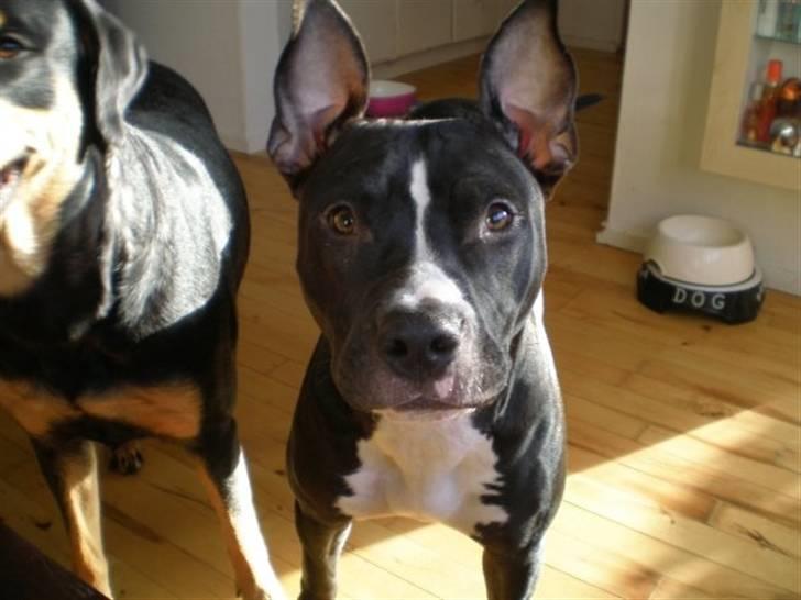 Amerikansk staffordshire terrier Lilo - tittebøh billede 16