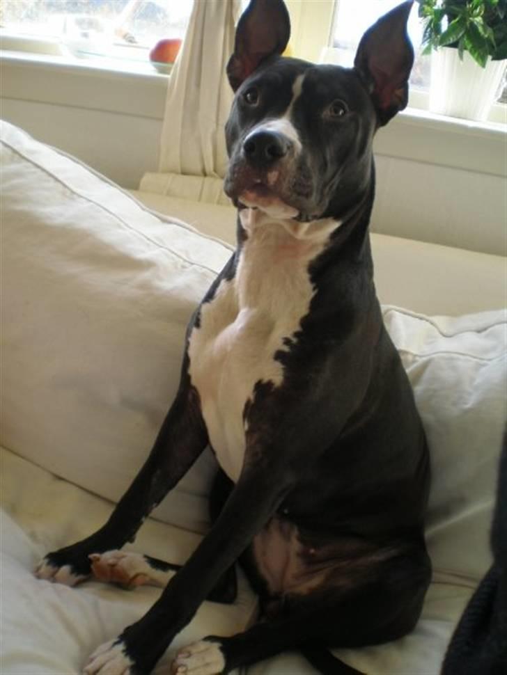 Amerikansk staffordshire terrier Lilo - ca 9 måneder..  billede 17