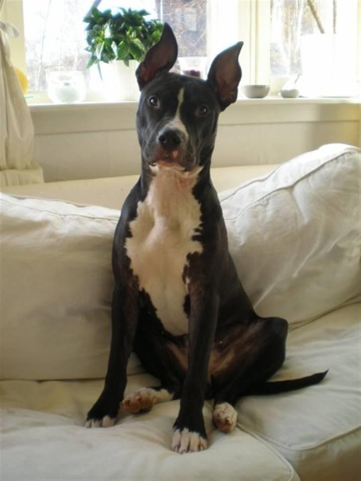 Amerikansk staffordshire terrier Lilo billede 18