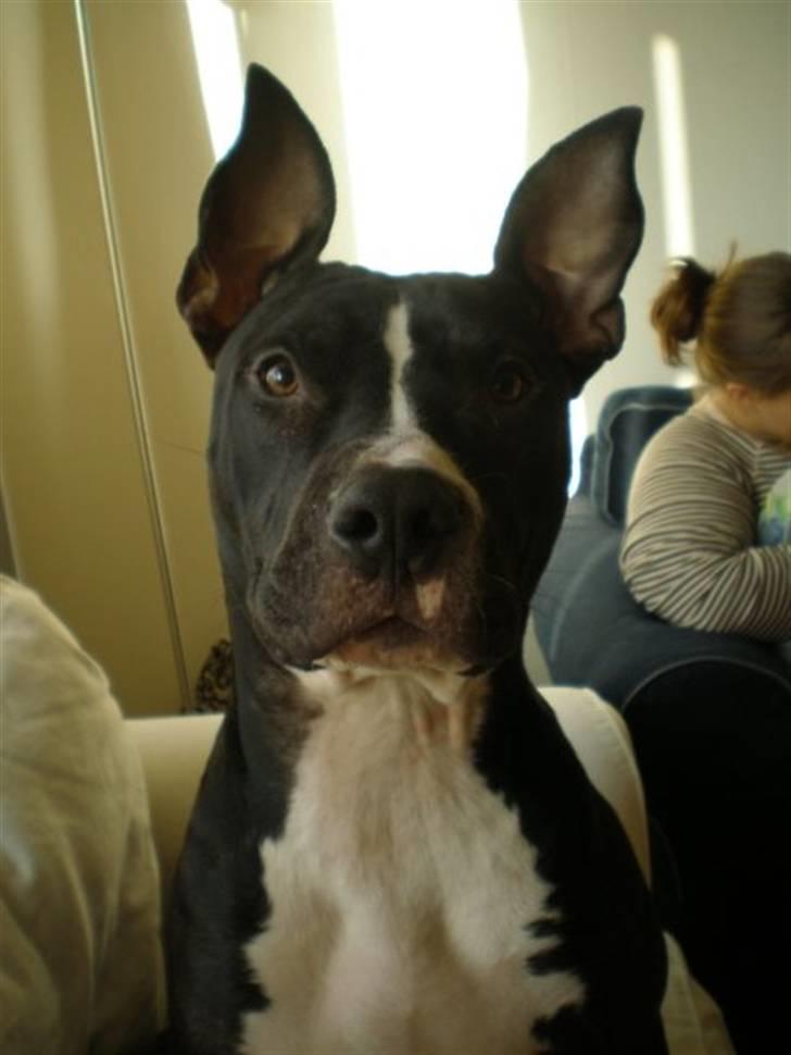 Amerikansk staffordshire terrier Lilo billede 19