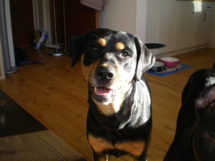 Blanding af racer Freja himmelhund billede 18