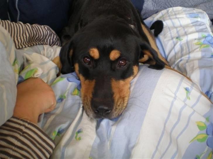 Blanding af racer Freja himmelhund billede 19