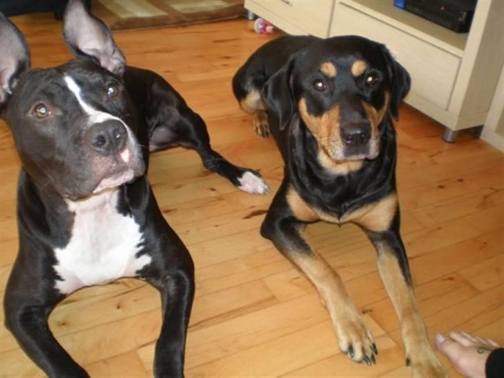 Blanding af racer Freja himmelhund billede 20