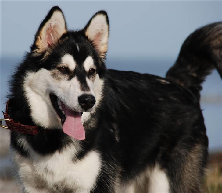 Alaskan malamute Tilde - Poserer for en hundetræner :D er nu "officielt" modelhund billede 6