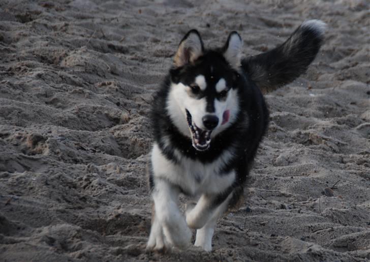 Alaskan malamute Tilde - 26 uger og små 23 kg..... Er da stadig en lille sød hvalp???? billede 7