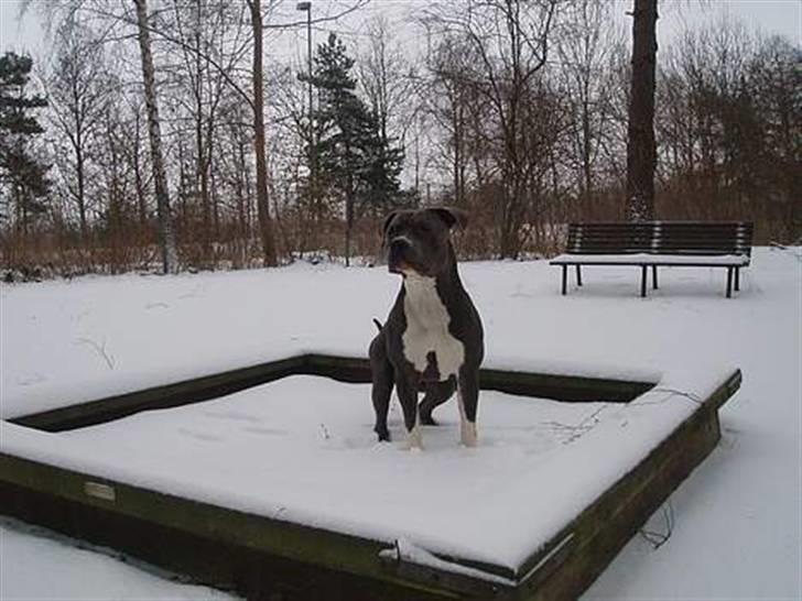 Amerikansk staffordshire terrier Lilo - min morfar billede 20