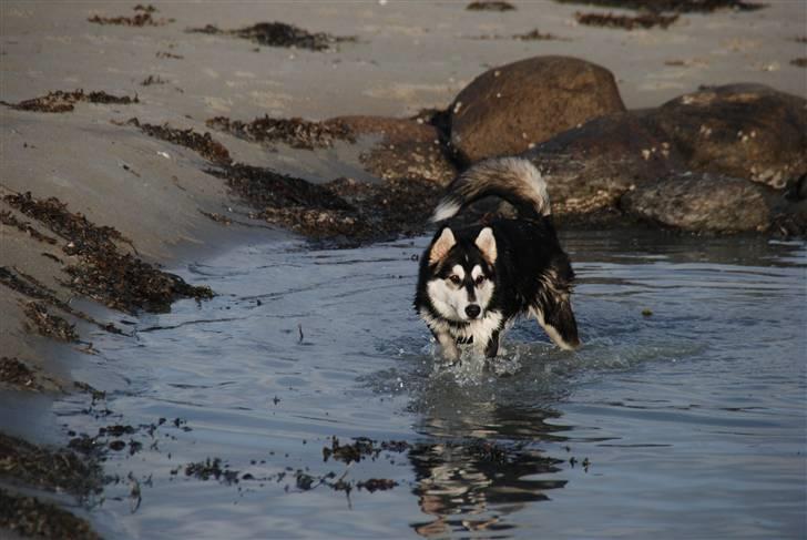 Alaskan malamute Tilde - Vandhund ;) billede 8