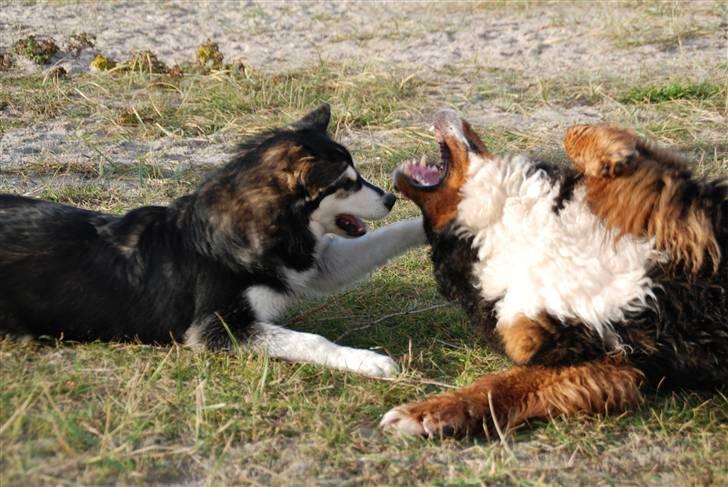 Alaskan malamute Tilde - Nu skal du dæleme få... billede 9