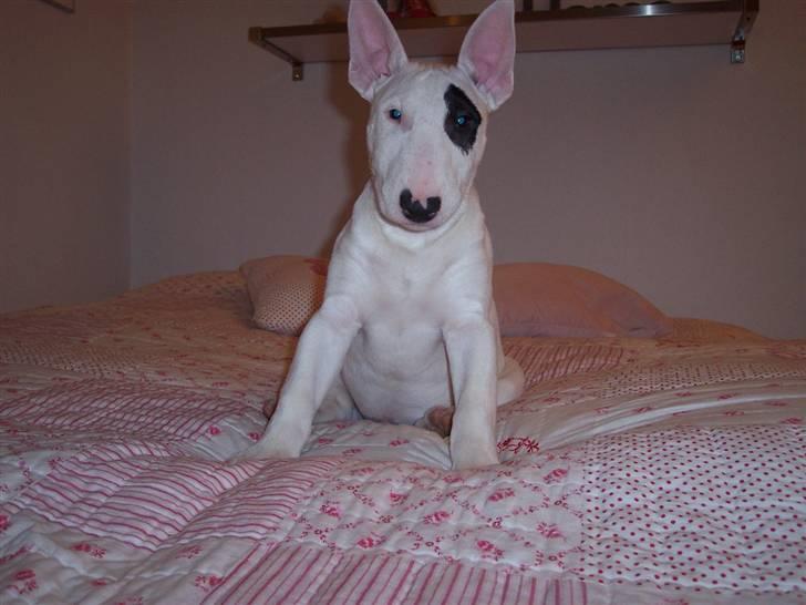 Bullterrier Ozzy - Alaysius - RIP - Bring it! billede 1