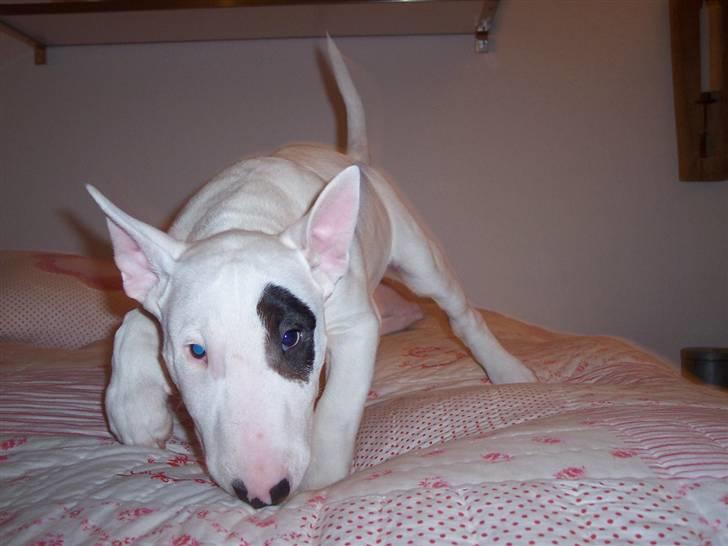 Bullterrier Ozzy - Alaysius - RIP - Skal vi lege? billede 2